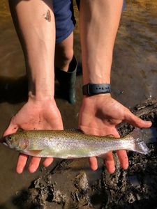 Brook Trout