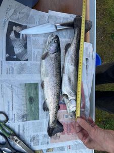 Rainbow Trout