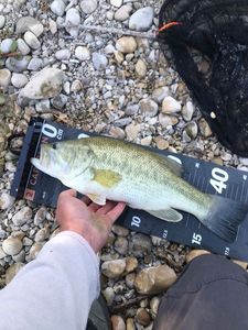 Largemouth Bass