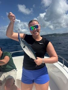 Atlantic Bonito