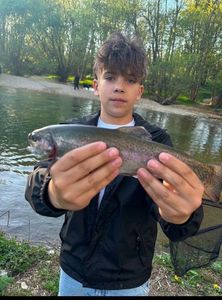 Rainbow Trout
