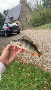 European Perch