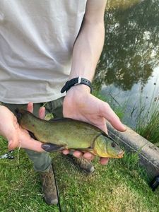 Tench