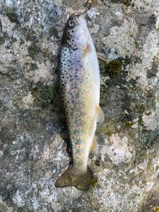 Brown Trout