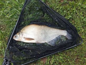 Common Bream