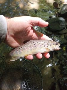 Brown Trout