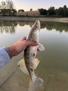 Zander