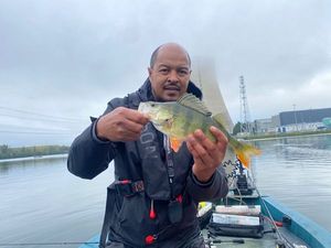 European Perch