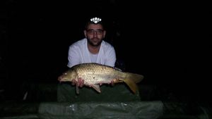 Common Carp