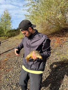 Mirror Carp