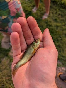 Tench