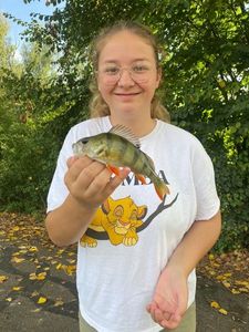 European Perch