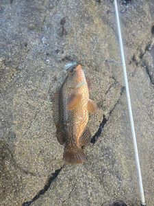 Ballan Wrasse