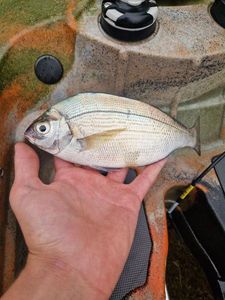 Black Seabream
