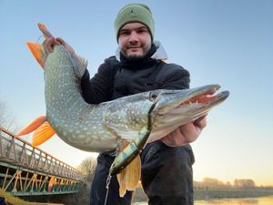 Northern Pike
