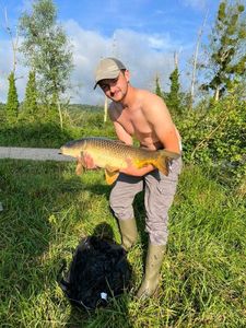 Common Carp