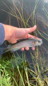 Rainbow Trout