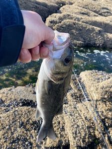 European Bass (Seabass)