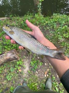 Brown Trout