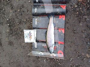 Rainbow Trout