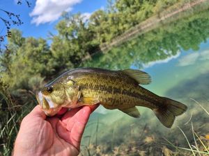 Largemouth Bass