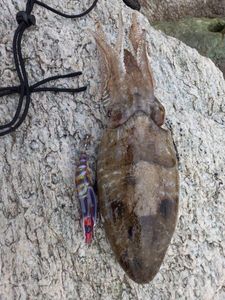 Common Cuttlefish