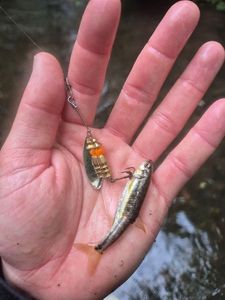 Common Minnow
