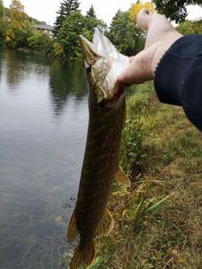 Northern Pike