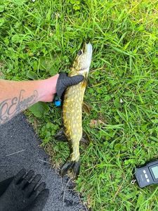 Northern Pike