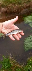 Gudgeon