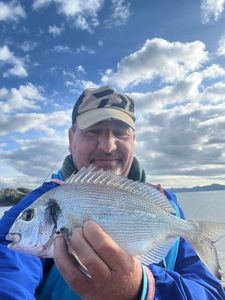 Gilthead Seabream