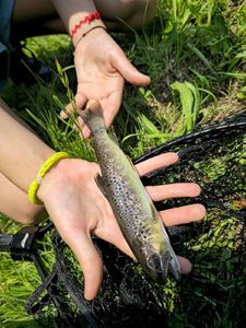 Brown Trout