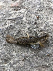 Round Goby