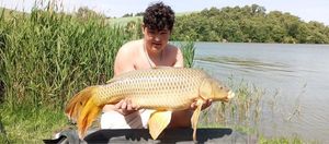 Common Carp