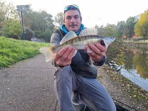Zander