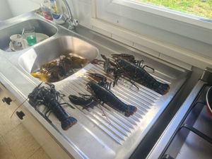 European Lobster