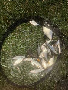 Roach