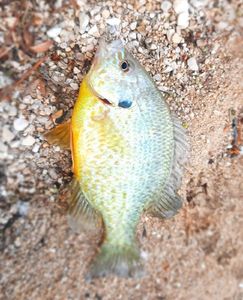 Green Sunfish