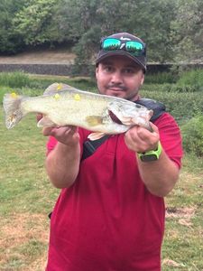 Largemouth Bass