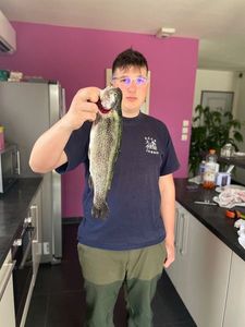 Rainbow Trout