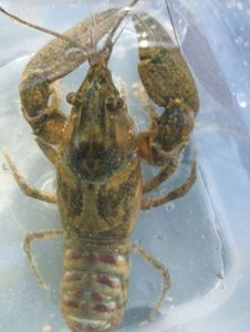 Spinycheek Crayfish