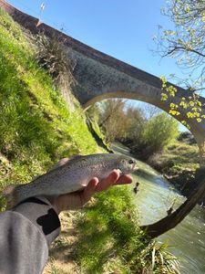 Rainbow Trout