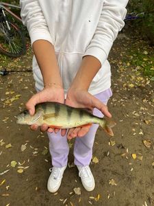 European Perch