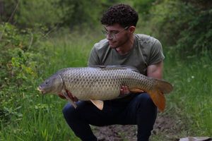 Common Carp