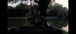 Mirror Carp