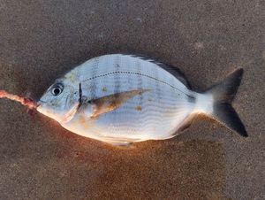 White Seabream