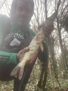 Northern Pike