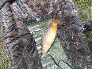 Mirror Carp