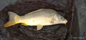 Mirror Carp