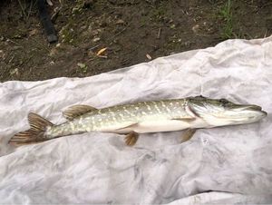 Northern Pike